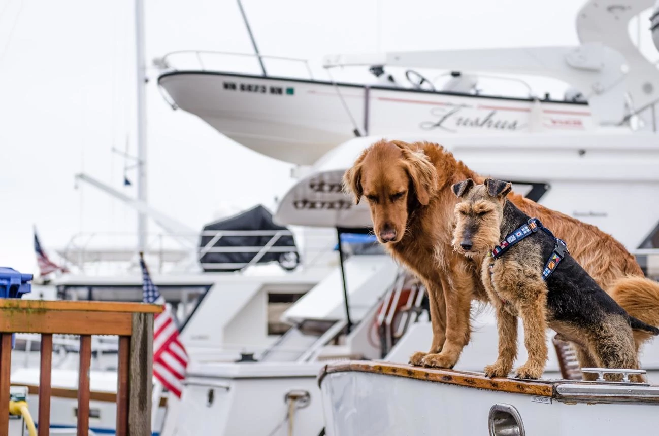 Perros a bordo del barco